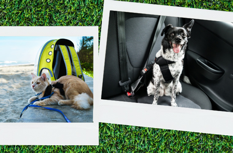 polaroid photos of pets