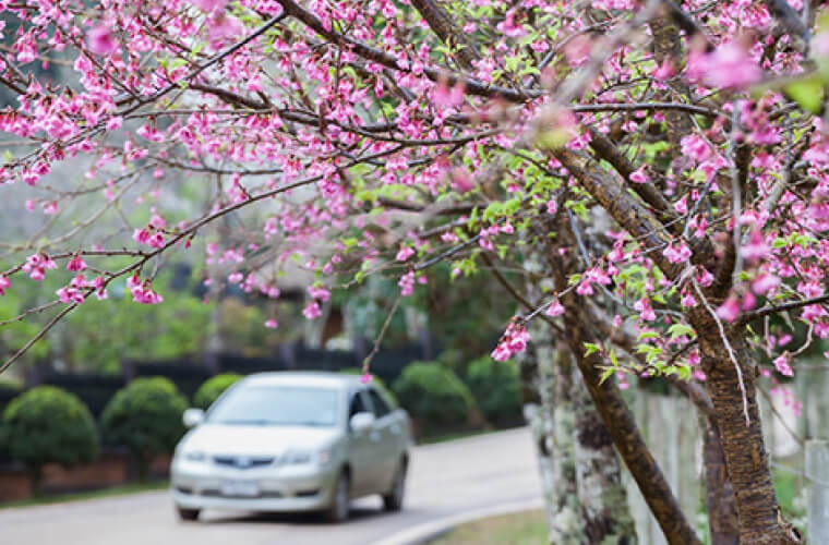 car driving down the road in springtime