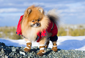 Winter Dog Tips