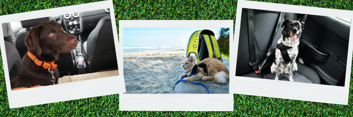 Getting Your Pet Road Trip Ready