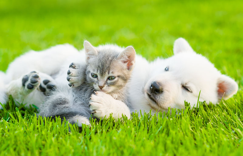 puppy and kitten playing in green grass
