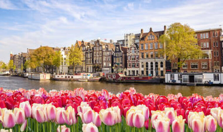 houses on river shore across from field of flowers