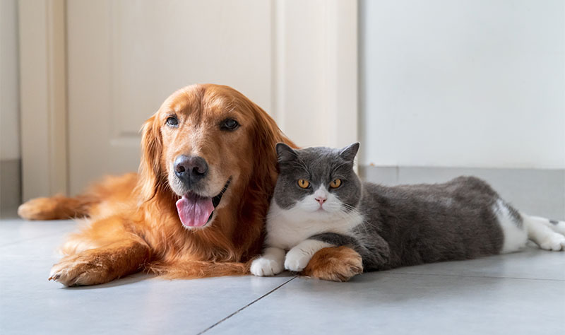 dog and cat laying on kitchen floor together being friendly
