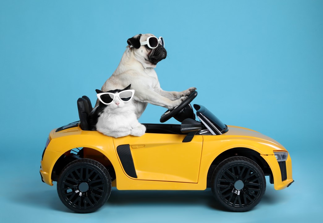 Dog and cat wearing sunglasses while "driving" a yellow toy car