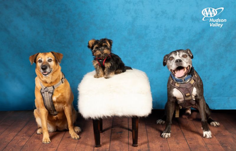 Three dogs sitting next to each other