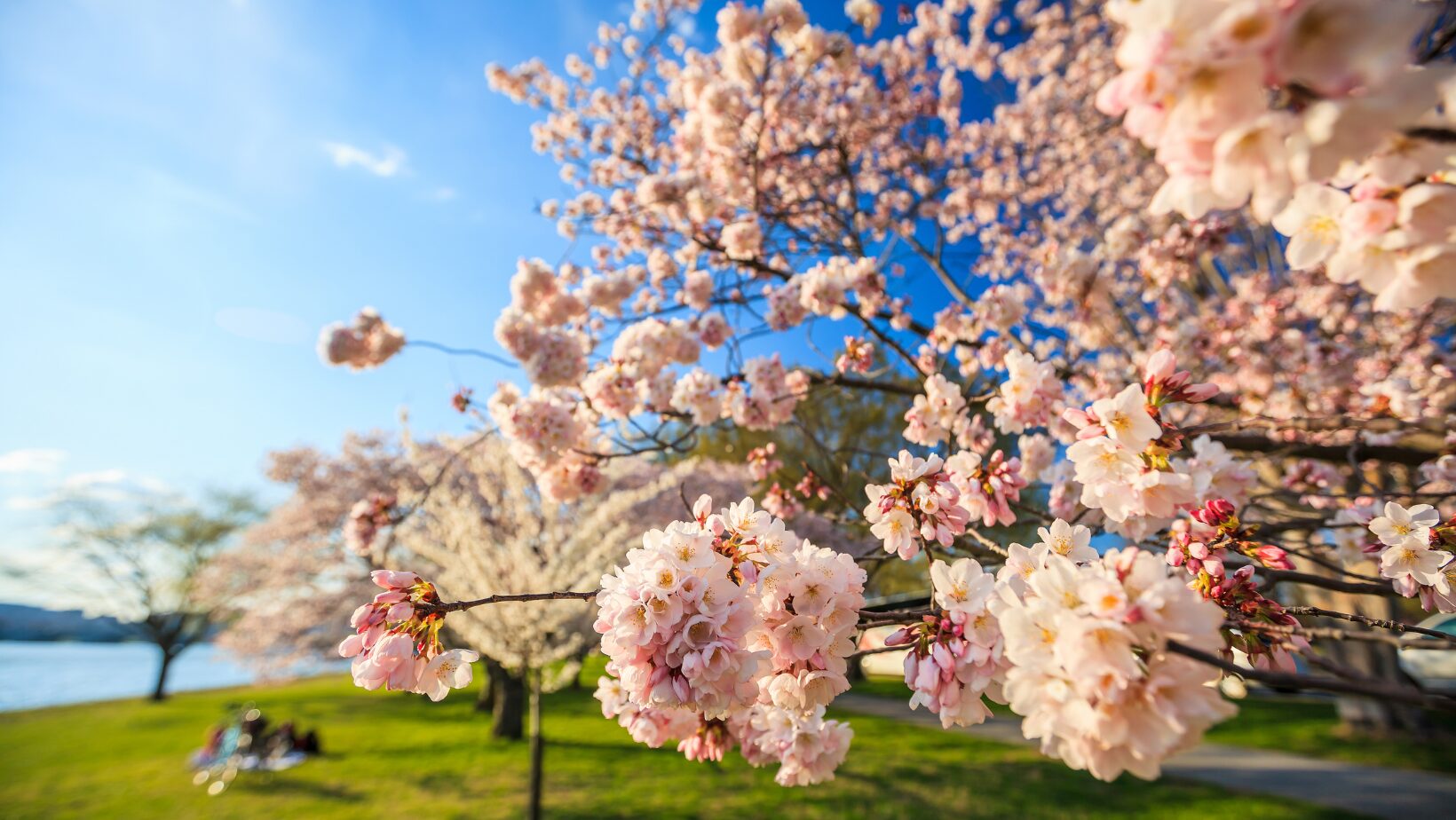 Cherry Blossom Festival Washington DC
