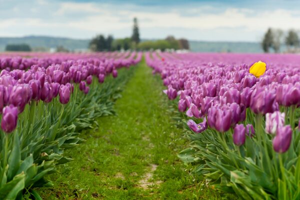 Washington - Skagit Valley Tulip Festival