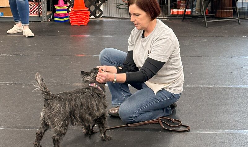 dog and trainer