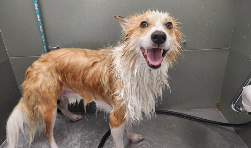 Doggy Showering