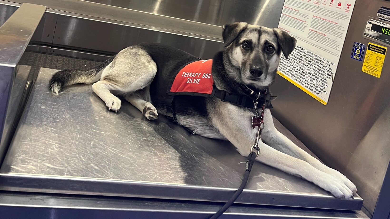 albany airport canine at work