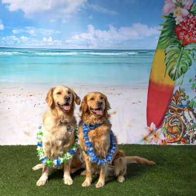 dogs in hula attire