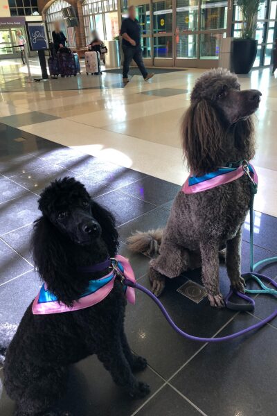 two poodles at airport